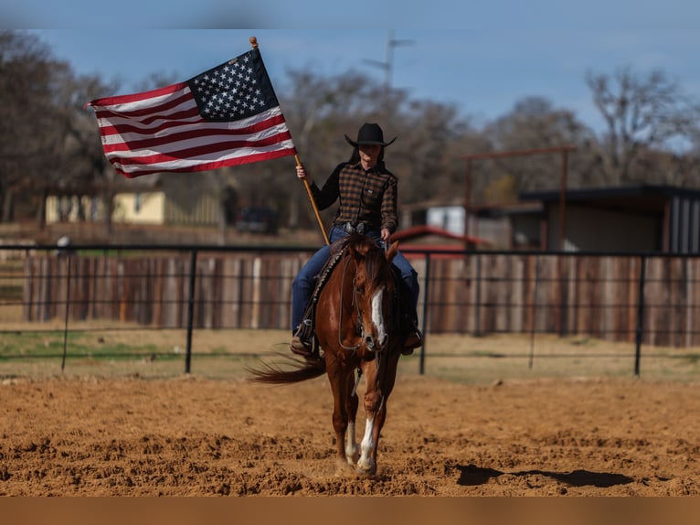 American Quarter Horse Wallach 8 Jahre 160 cm Dunkelfuchs in Joshua