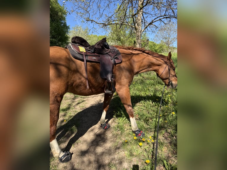 American Quarter Horse Wallach 8 Jahre 160 cm Fuchs in Remscheid