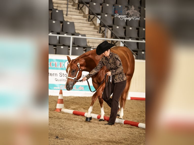 American Quarter Horse Wallach 8 Jahre 160 cm Fuchs in Osdorf