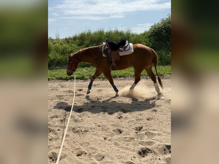 American Quarter Horse Wallach 8 Jahre 160 cm Fuchs in Osdorf