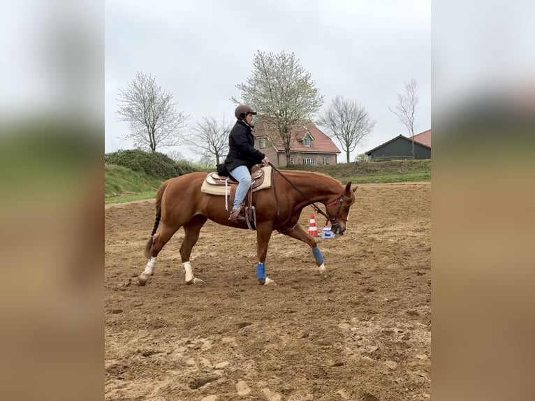 American Quarter Horse Wallach 8 Jahre 160 cm Fuchs in Osdorf