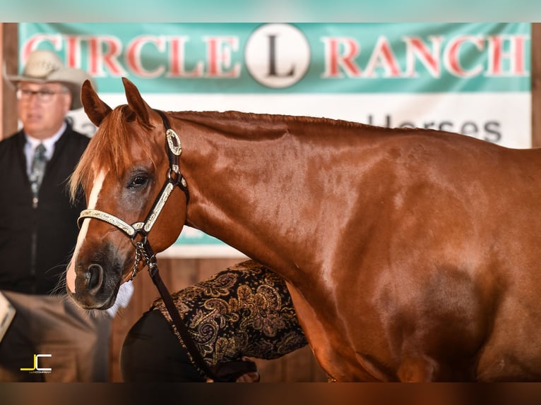 American Quarter Horse Wallach 8 Jahre 160 cm Fuchs in Osdorf