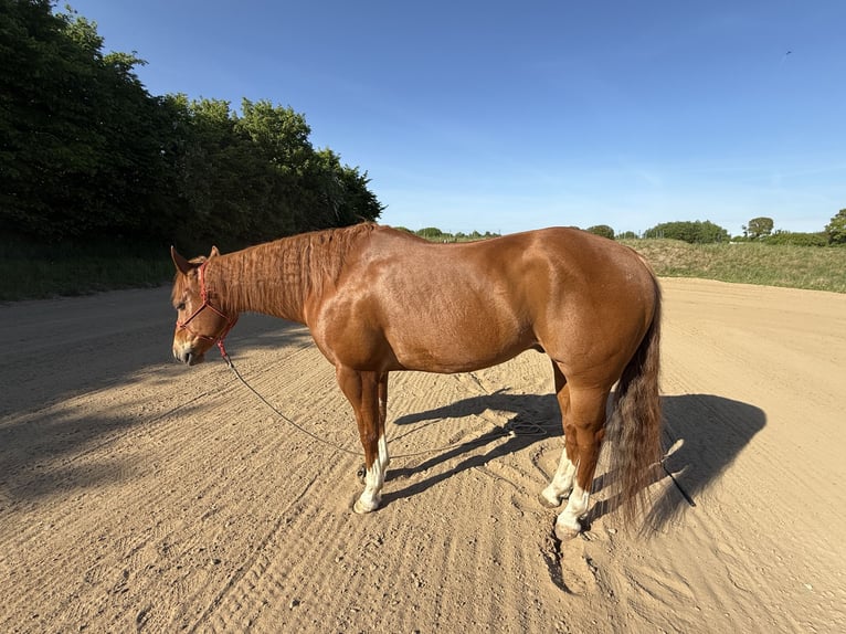 American Quarter Horse Wallach 8 Jahre 160 cm Fuchs in Osdorf