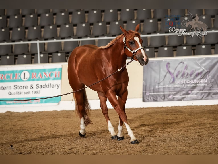 American Quarter Horse Wallach 8 Jahre 160 cm Fuchs in Osdorf