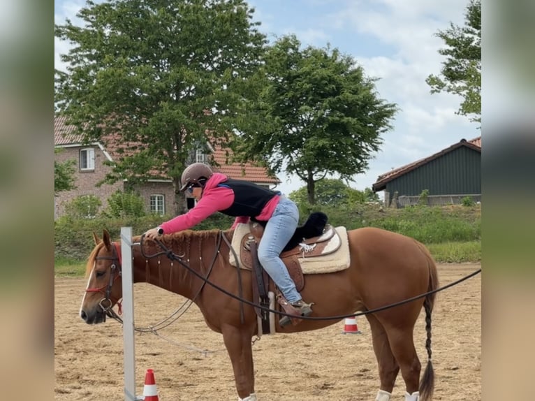 American Quarter Horse Wallach 8 Jahre 160 cm Fuchs in Osdorf