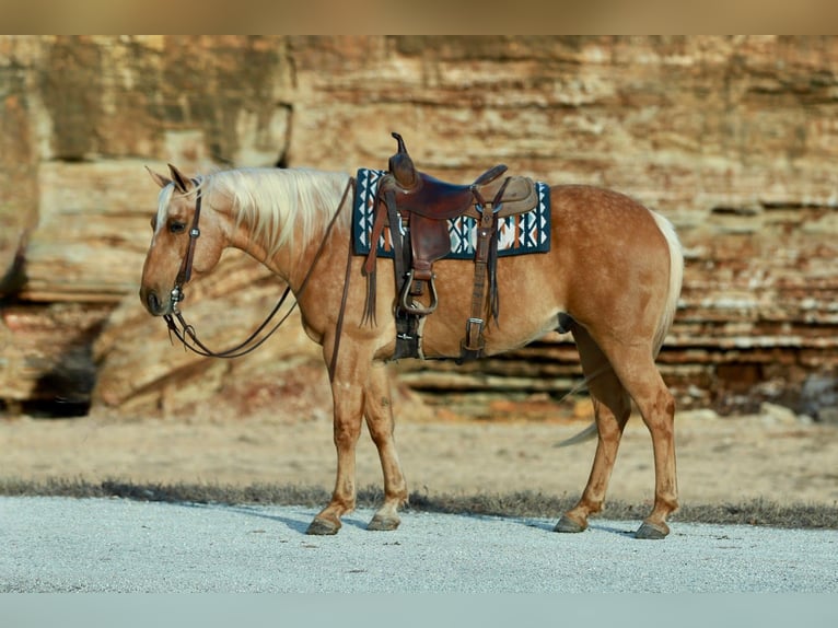 American Quarter Horse Wallach 8 Jahre 160 cm Palomino in Purdy