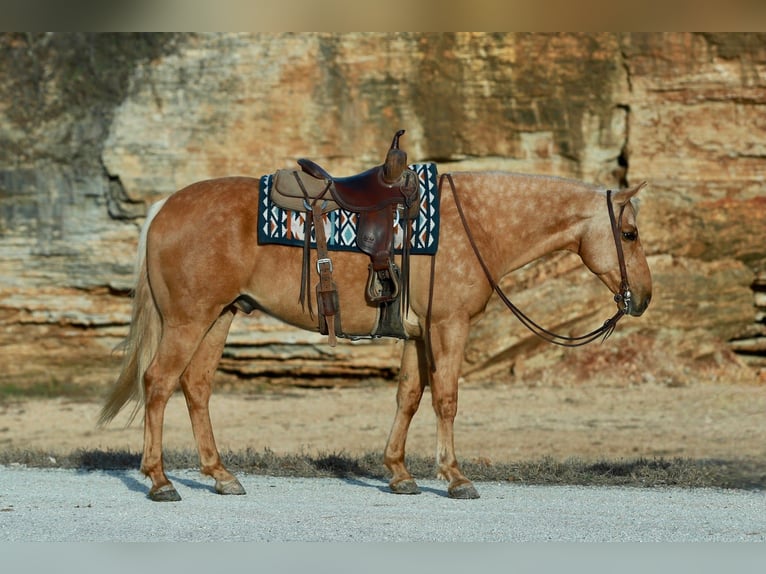 American Quarter Horse Wallach 8 Jahre 160 cm Palomino in Purdy