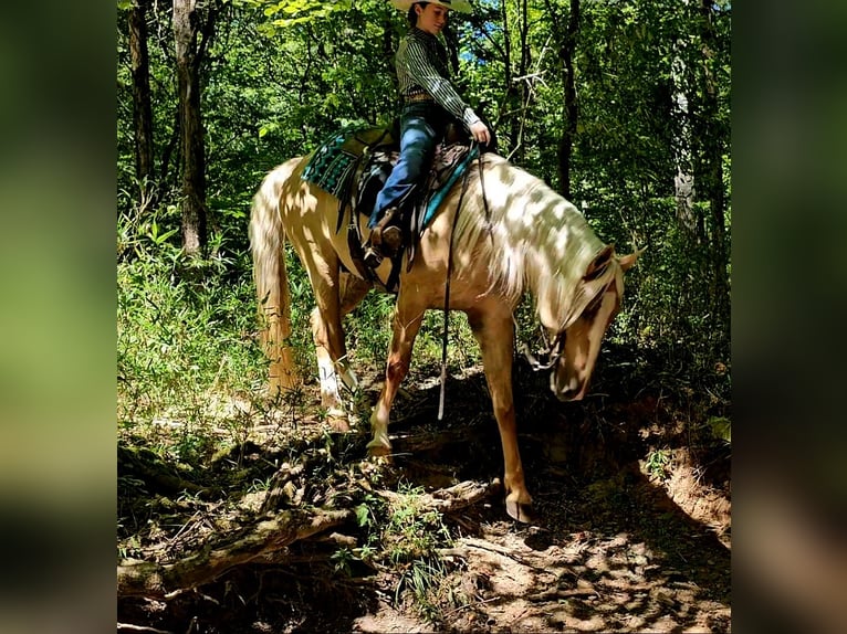 American Quarter Horse Wallach 8 Jahre 160 cm Palomino in Robards