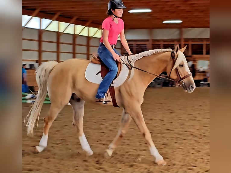 American Quarter Horse Wallach 8 Jahre 160 cm Palomino in Robards