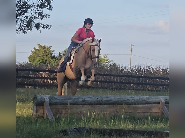 American Quarter Horse Wallach 8 Jahre 160 cm Palomino in Robards