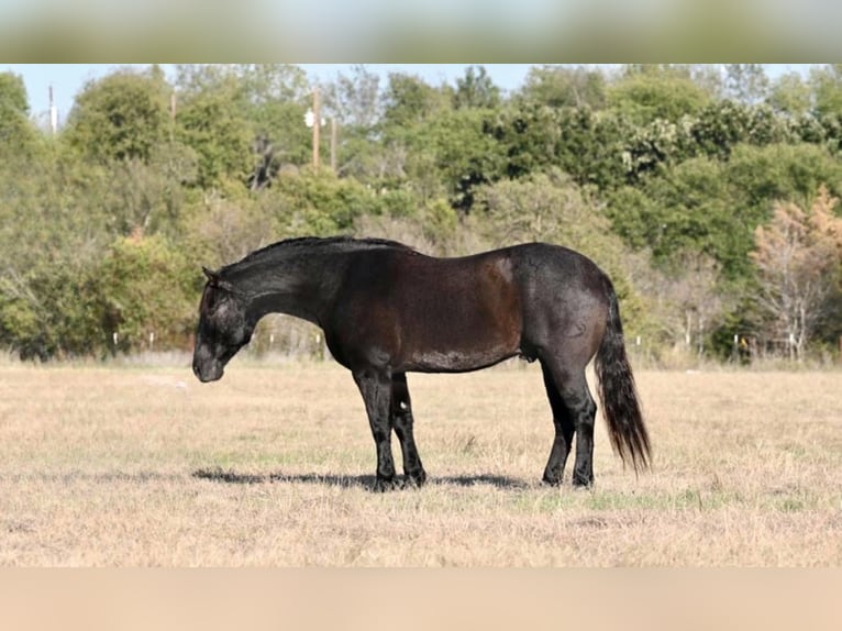 American Quarter Horse Wallach 8 Jahre 160 cm Roan-Blue in Waco TX