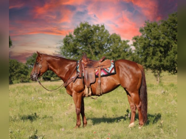 American Quarter Horse Wallach 8 Jahre 160 cm Roan-Red in Madill Ok