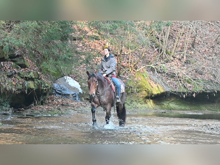 American Quarter Horse Mix Wallach 8 Jahre 160 cm Roan-Red in Millersburg
