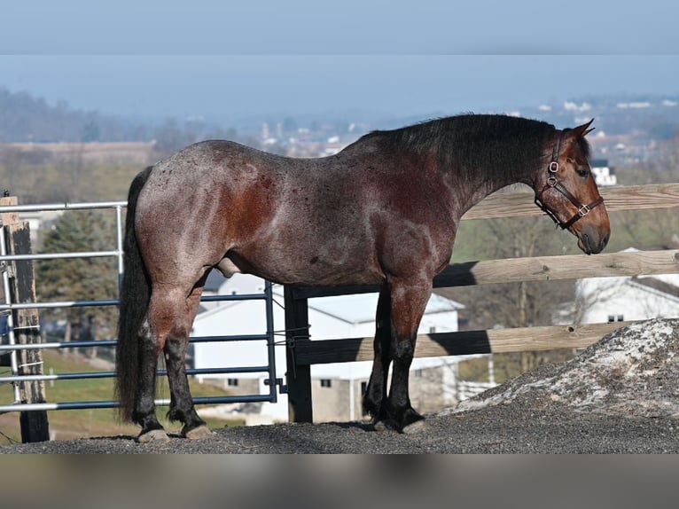 American Quarter Horse Mix Wallach 8 Jahre 160 cm Roan-Red in Millersburg