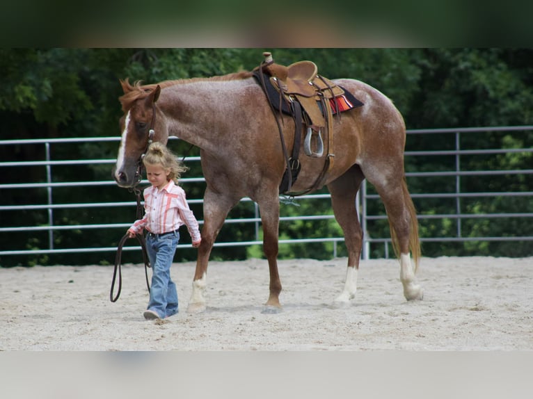 American Quarter Horse Wallach 8 Jahre 160 cm Roan-Red in PUrdy MO