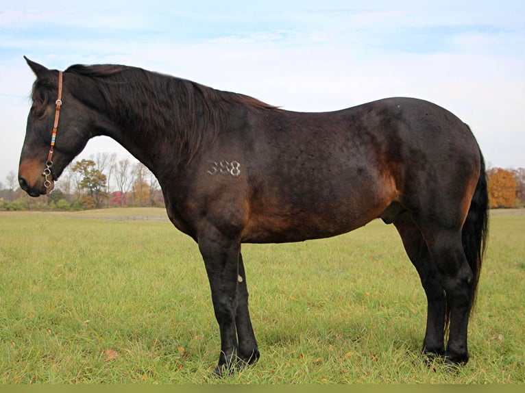 American Quarter Horse Wallach 8 Jahre 160 cm Rotbrauner in Highland MI