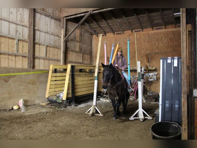 American Quarter Horse Wallach 8 Jahre 160 cm Rotbrauner in Highland MI