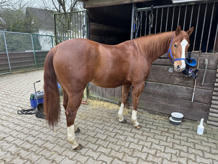 American Quarter Horse Wallach 8 Jahre 160 cm Rotfuchs in Wuppertal