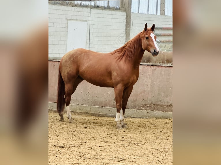 American Quarter Horse Wallach 8 Jahre 160 cm Rotfuchs in Wuppertal