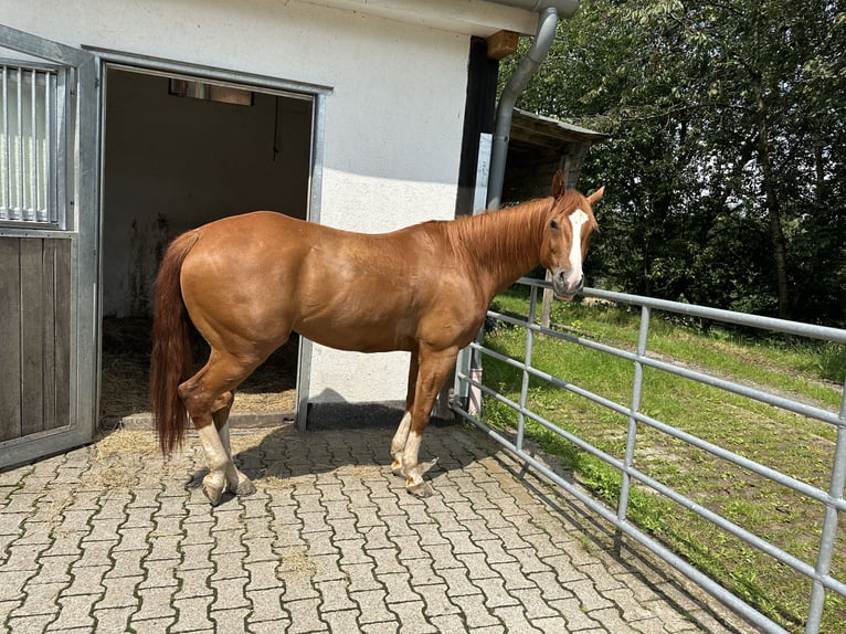 American Quarter Horse Wallach 8 Jahre 160 cm Rotfuchs in Wuppertal