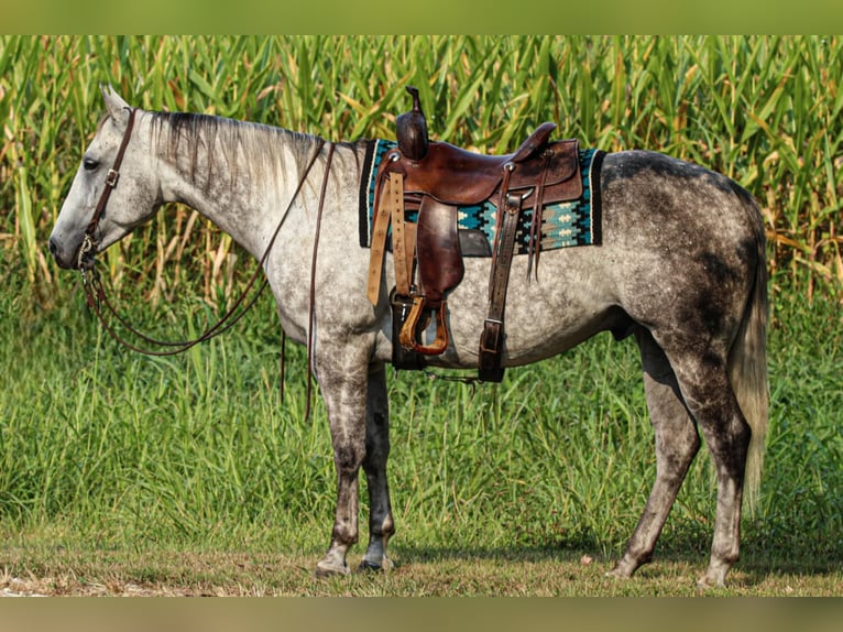 American Quarter Horse Wallach 8 Jahre 160 cm Schimmel in Henderson