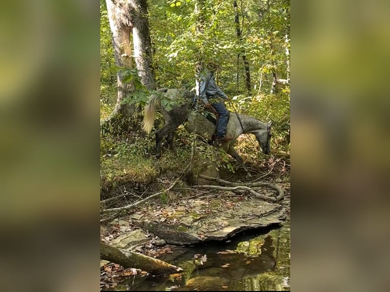 American Quarter Horse Wallach 8 Jahre 160 cm Schimmel in Henderson