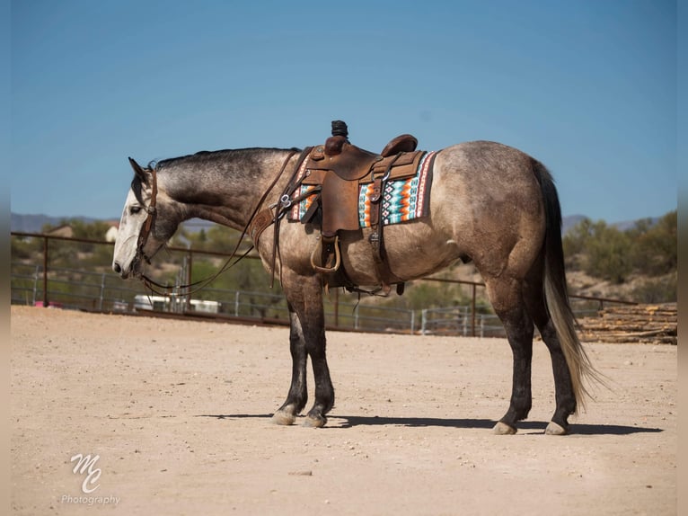 American Quarter Horse Wallach 8 Jahre 160 cm Schimmel in Wendall ID