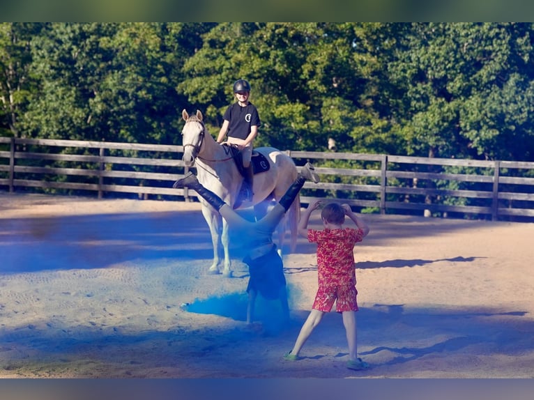 American Quarter Horse Wallach 8 Jahre 160 cm Schimmel in Clover