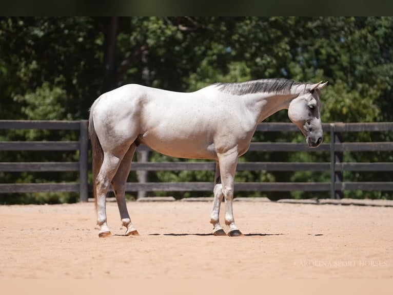 American Quarter Horse Wallach 8 Jahre 160 cm Schimmel in Clover