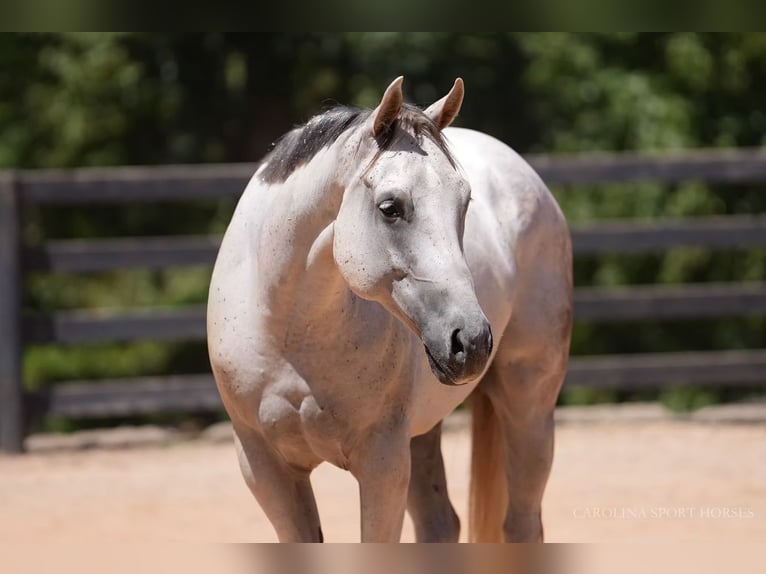 American Quarter Horse Wallach 8 Jahre 160 cm Schimmel in Clover