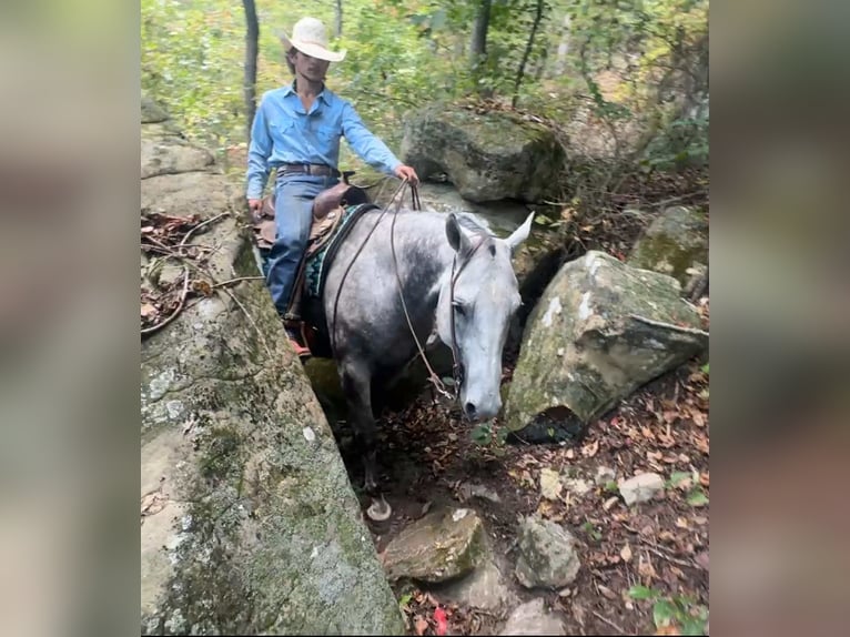 American Quarter Horse Wallach 8 Jahre 160 cm Schimmel in Henderson KY