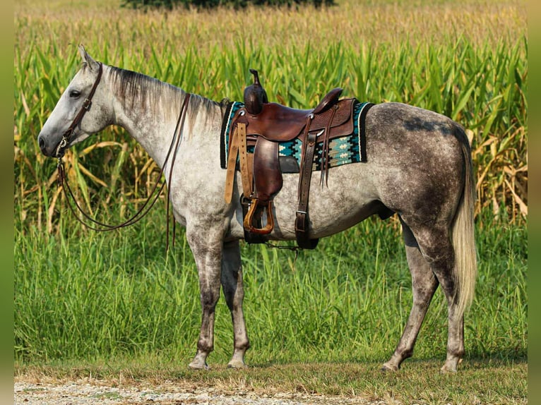 American Quarter Horse Wallach 8 Jahre 160 cm Schimmel in Henderson KY