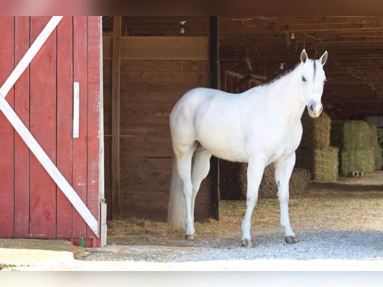 American Quarter Horse Wallach 8 Jahre 160 cm Schimmel in Mt Hope AL