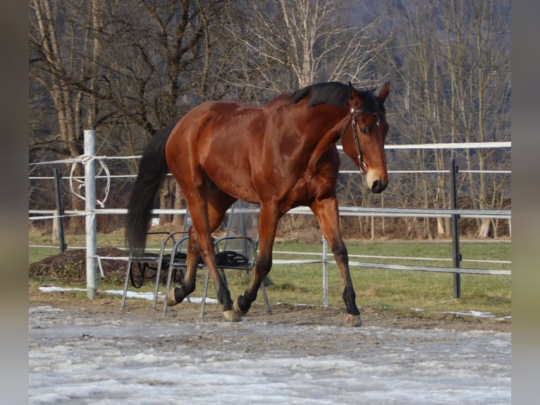 American Quarter Horse Wallach 8 Jahre 162 cm in Klettgau