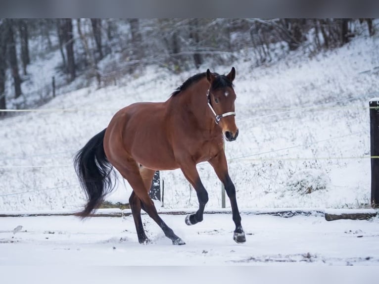 American Quarter Horse Wallach 8 Jahre 162 cm in Klettgau