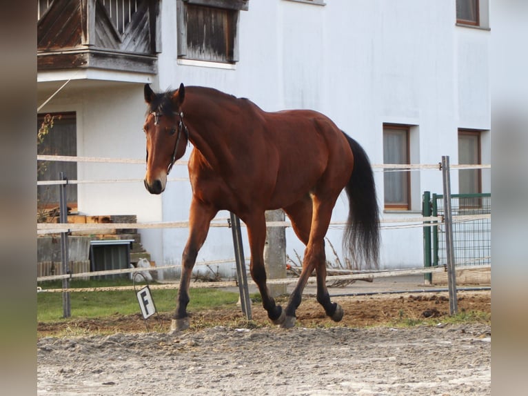 American Quarter Horse Wallach 8 Jahre 162 cm in Klettgau
