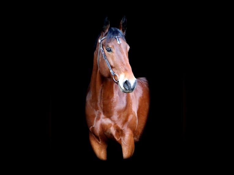 American Quarter Horse Wallach 8 Jahre 162 cm in Klettgau