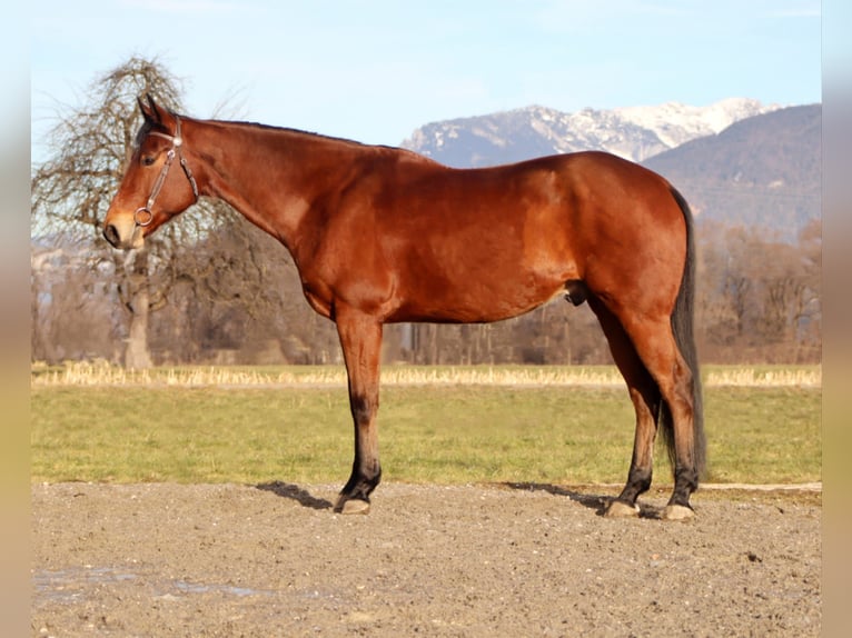 American Quarter Horse Wallach 8 Jahre 162 cm in Klettgau