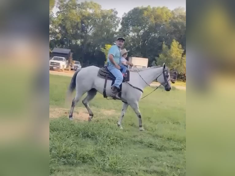 American Quarter Horse Mix Wallach 8 Jahre 163 cm Apfelschimmel in Killeen, TX