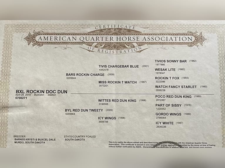 American Quarter Horse Wallach 8 Jahre 163 cm Buckskin in Ravenna, TX