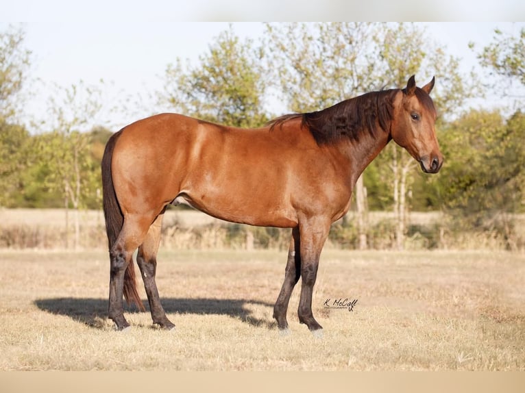 American Quarter Horse Wallach 8 Jahre 163 cm Buckskin in Ravenna, TX