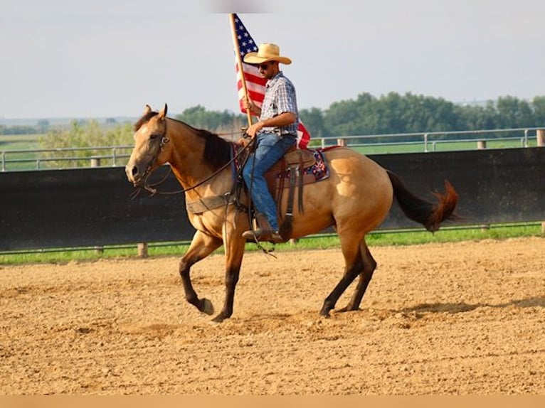 American Quarter Horse Wallach 8 Jahre 163 cm Buckskin in La Motte
