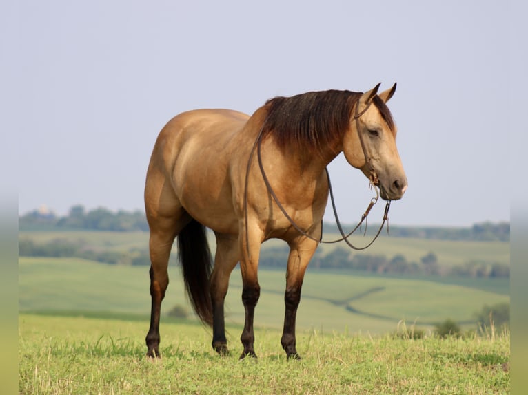 American Quarter Horse Wallach 8 Jahre 163 cm Buckskin in La Motte