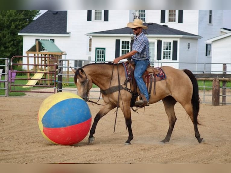 American Quarter Horse Wallach 8 Jahre 163 cm Buckskin in La Motte