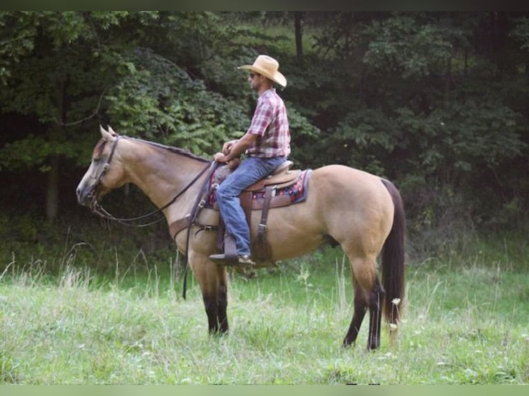 American Quarter Horse Wallach 8 Jahre 163 cm Buckskin in La Motte