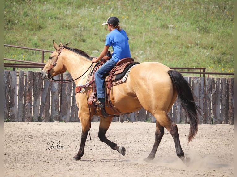 American Quarter Horse Wallach 8 Jahre 163 cm Buckskin in Thedford, NE