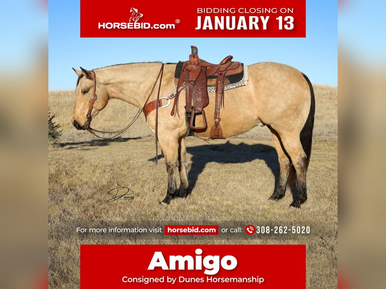 American Quarter Horse Wallach 8 Jahre 163 cm Buckskin in Thedford, NE