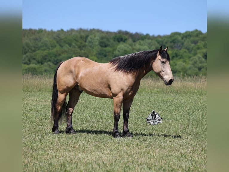 American Quarter Horse Wallach 8 Jahre 163 cm Buckskin in Mount Vernon