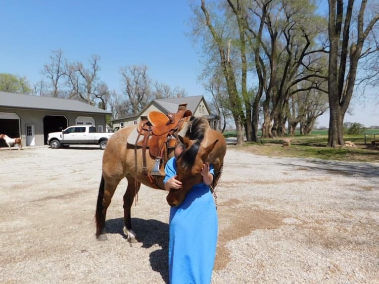 American Quarter Horse Wallach 8 Jahre 163 cm Falbe in fAIRBANKS iOWA