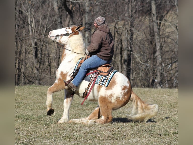 American Quarter Horse Wallach 8 Jahre 163 cm Overo-alle-Farben in Mount vernon KY